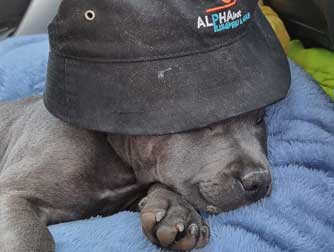 Alphabet Plumbing and Gas apprentice Maverick